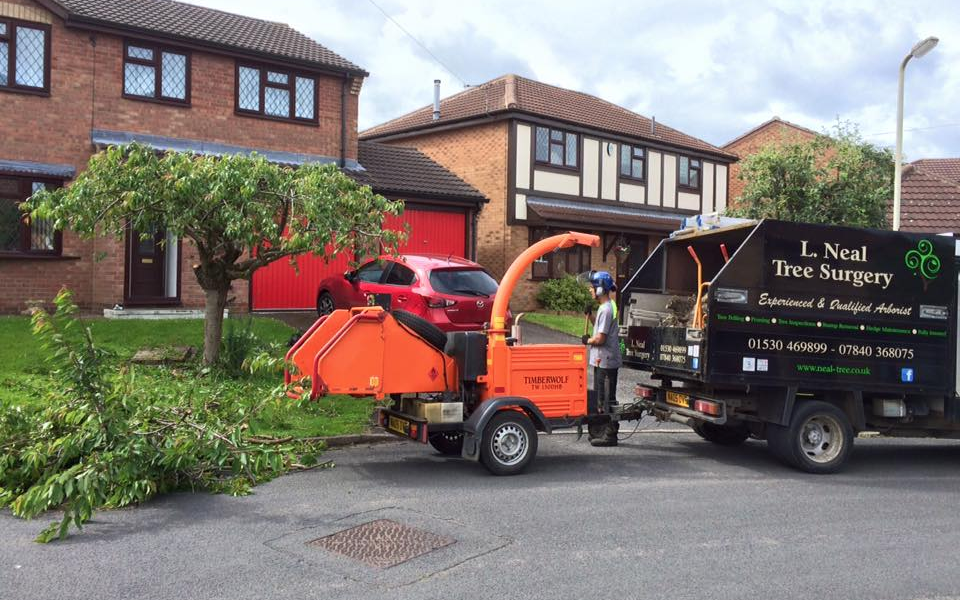 L neal tree surgery  with Wood chipper at Parkdale