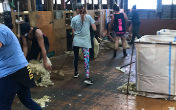 East coast shearing  with Shearing contracting at Gisborne