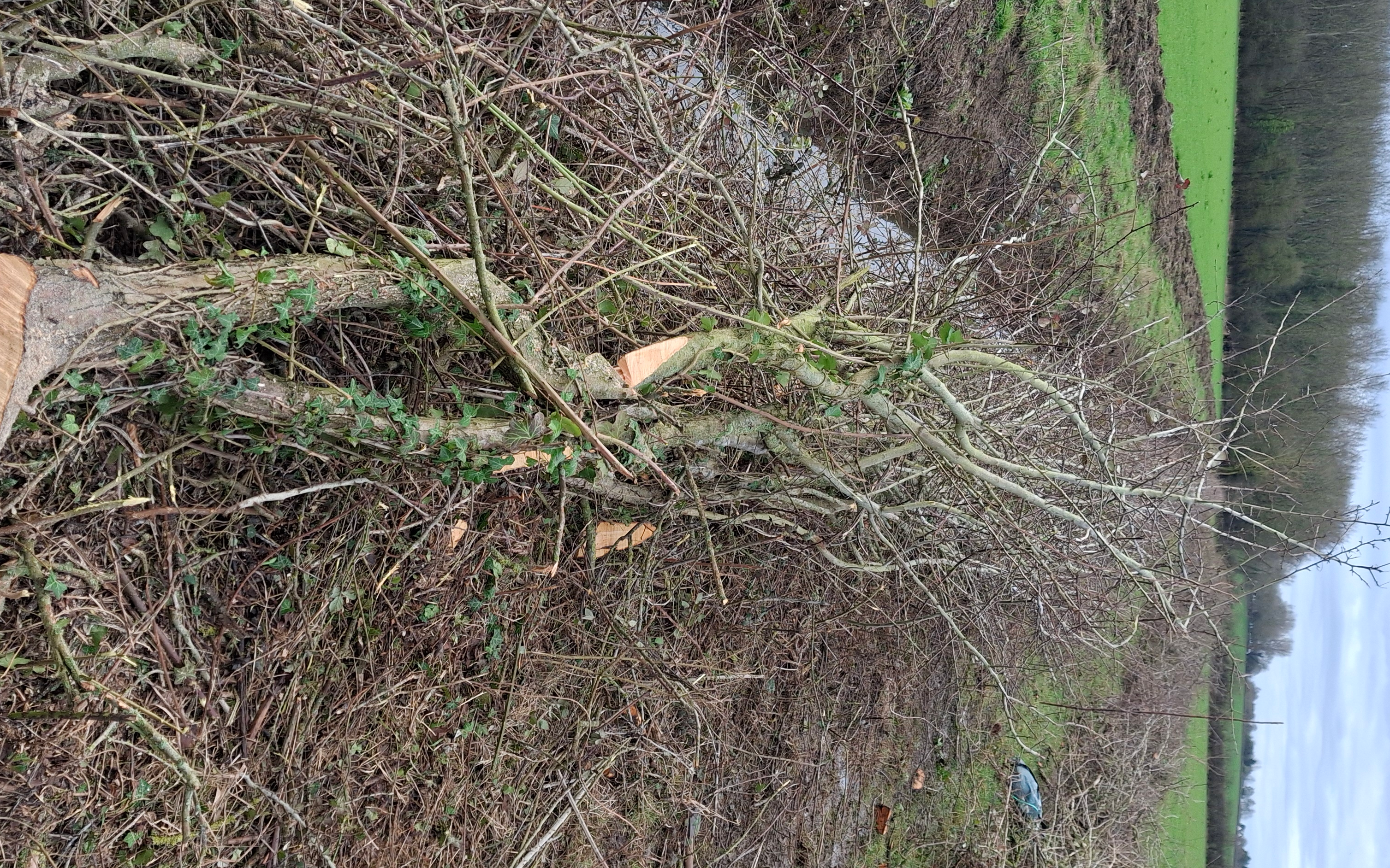 E whiteside services with Chain saw at Highworth