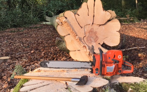 Avlund skov & træpleje med Skovning/beskæring ved Ringsted