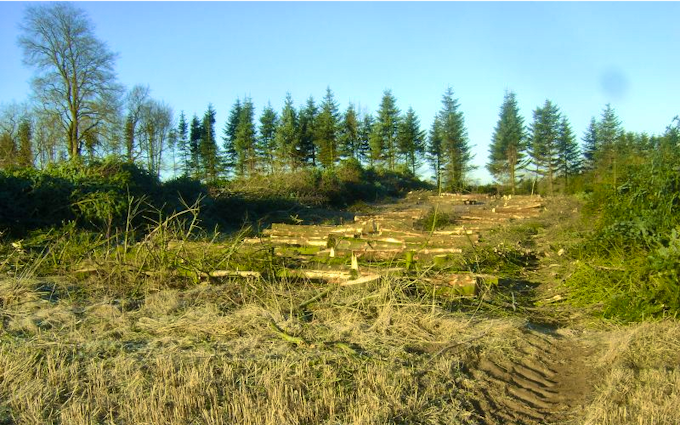 Grenknuserens skovservice med Skovning/beskæring ved Hobro