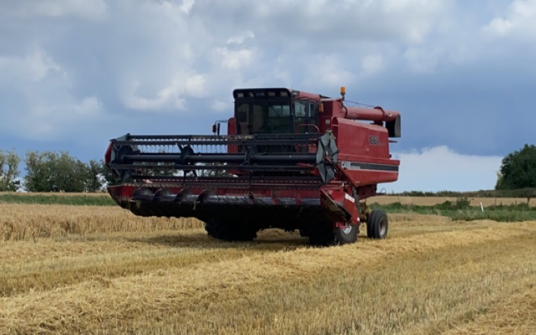 Kongsgaard med Mejetærskning ved Ringsted