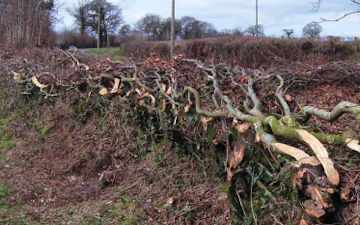 E c shere contracting  with Hedge cutter at United Kingdom
