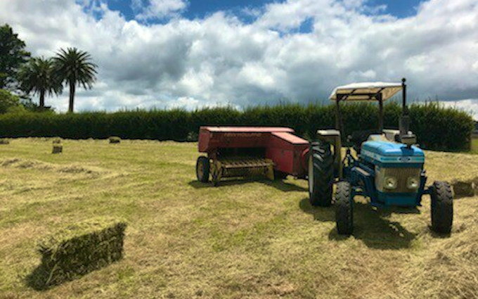 Doin it ltd contracting with Small square baler at Manaia