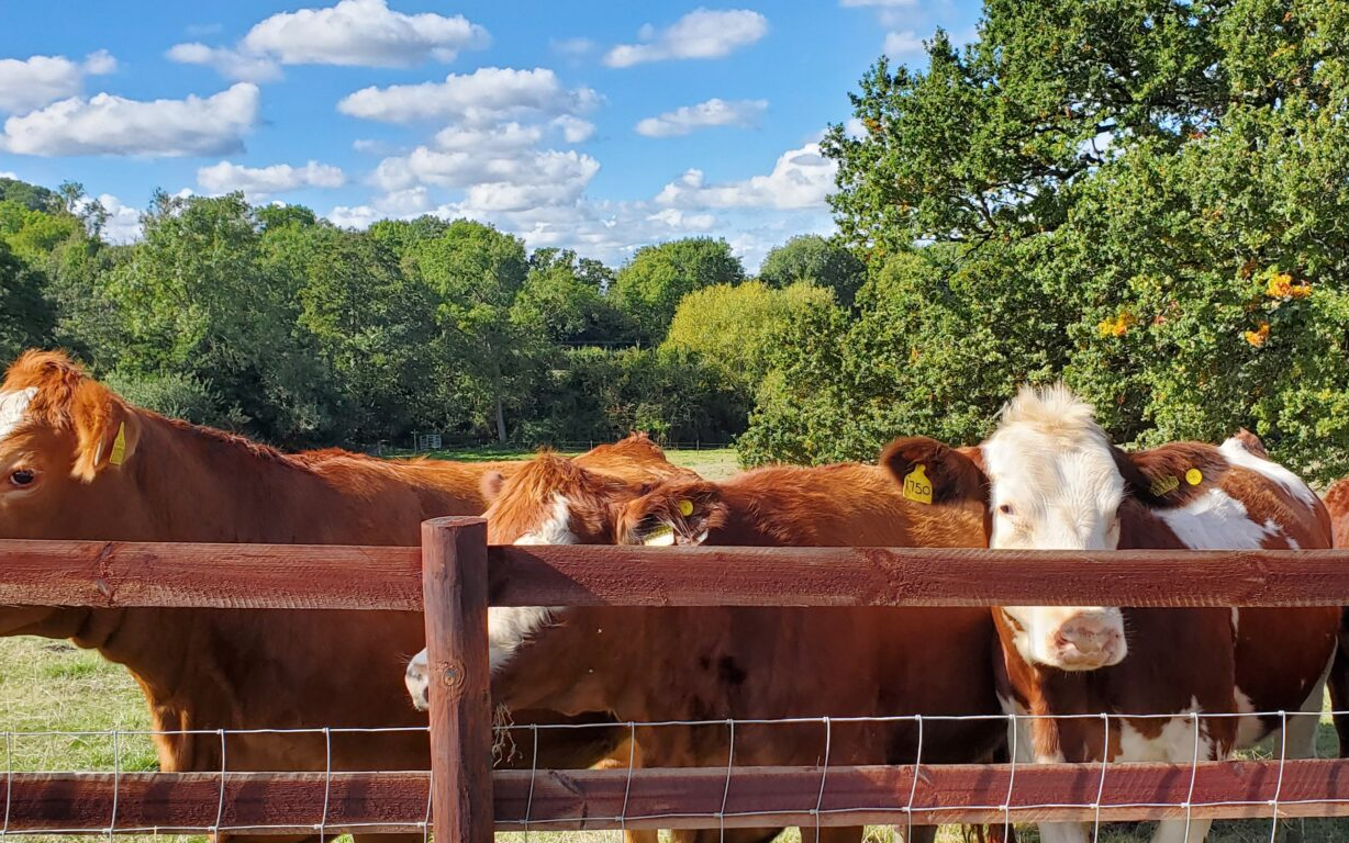 Little malvern farm paddock maintenance  with Fencing at Little Malvern