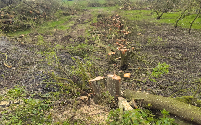 Tr skov & anlægsservice med Skovning/beskæring ved Tappernøje