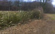 Heath hedging with Hedge cutter at Horsham