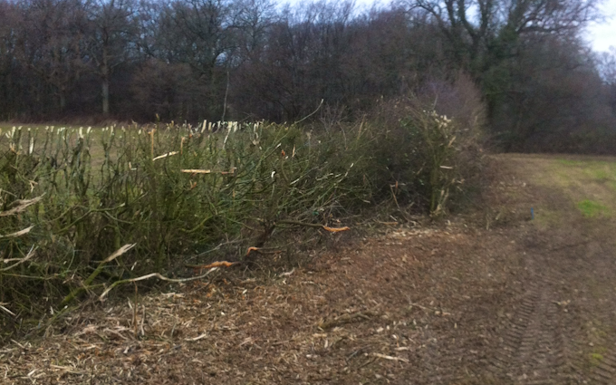 Heath hedging with Hedge cutter at Horsham