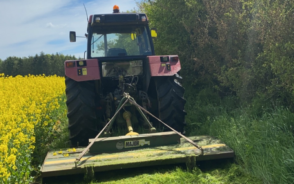Kongsgaard med Brakpudser ved Ringsted