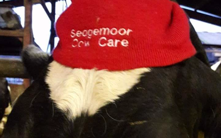 Sedgemoor cow care with Livestock contracting at Wembdon