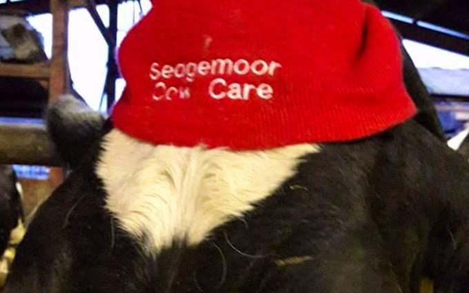 Sedgemoor cow care with Livestock contracting at Wembdon