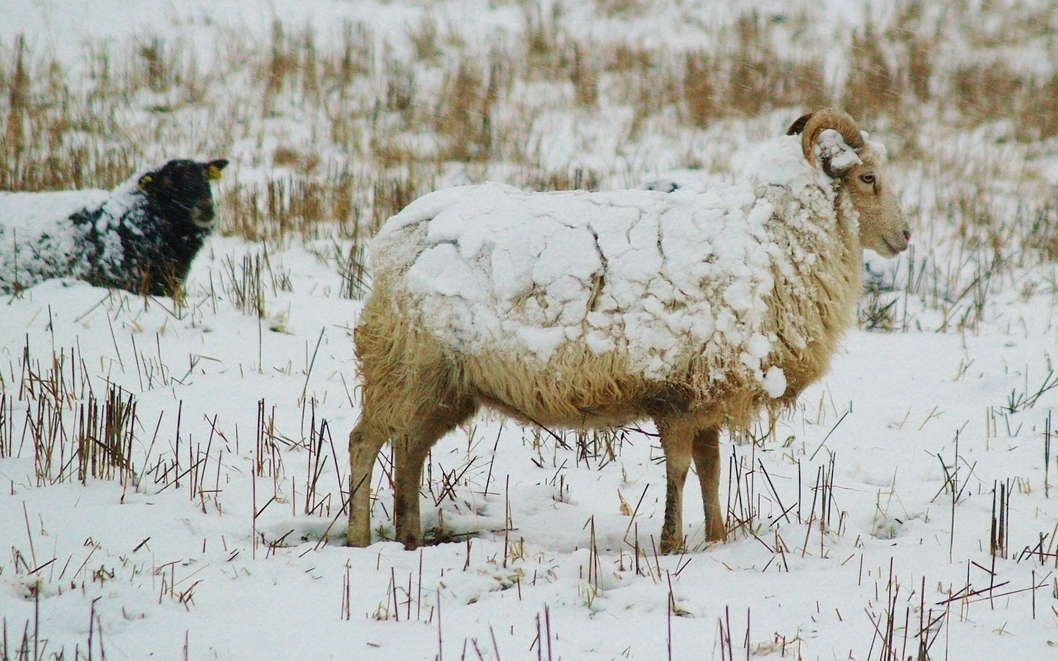 Hedegaard lam i/s med Afpudser ved Skanderborg