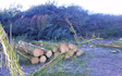Grenknuserens skovservice med Skovning/beskæring ved Hobro