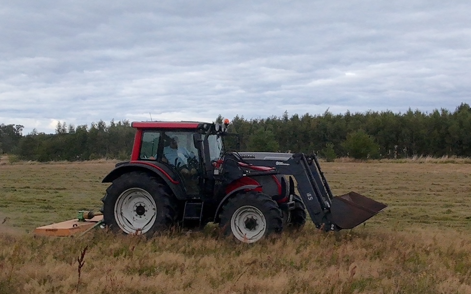 Strandholm med Brakpudser ved Liseleje