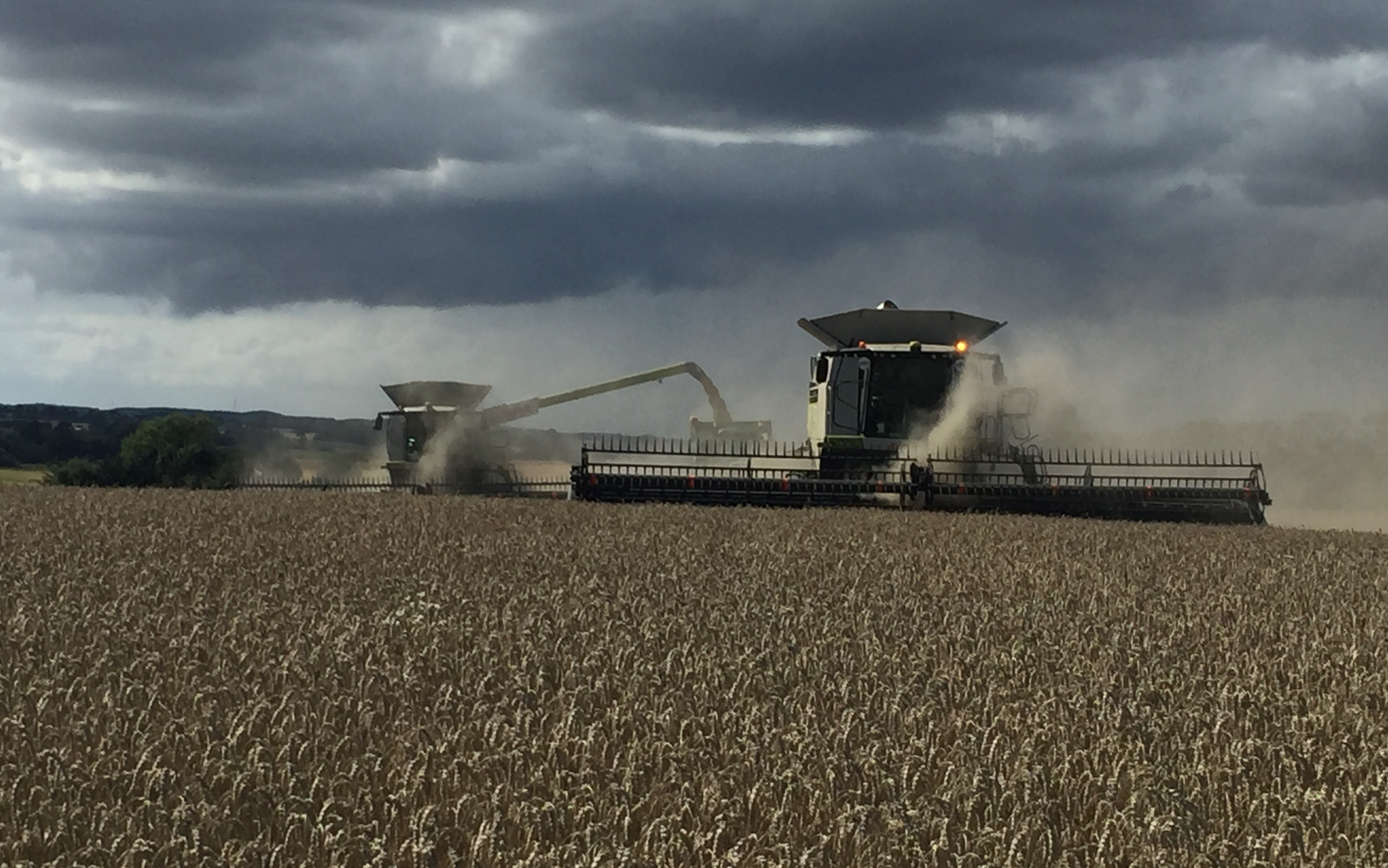 Lystrup og jomfruens egede godser med Mejetærskning ved Faxe