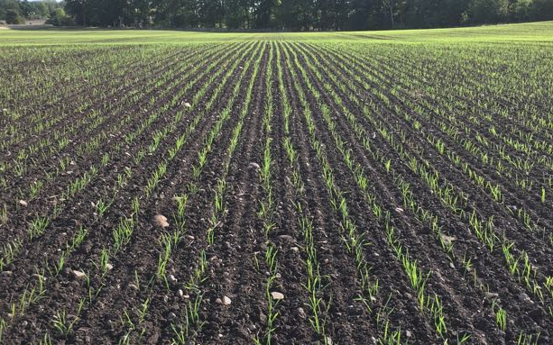 Leslie farm services ltd  with Drill at East Lothian Council