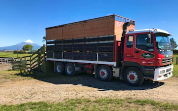 Kalin contracting ltd with Livestock trailer at Manaia