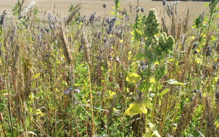 Dreyer entreprenør. landbrug.skov med Strigle ved Odense