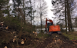 Avlund skov & træpleje med Skovning/beskæring ved Ringsted