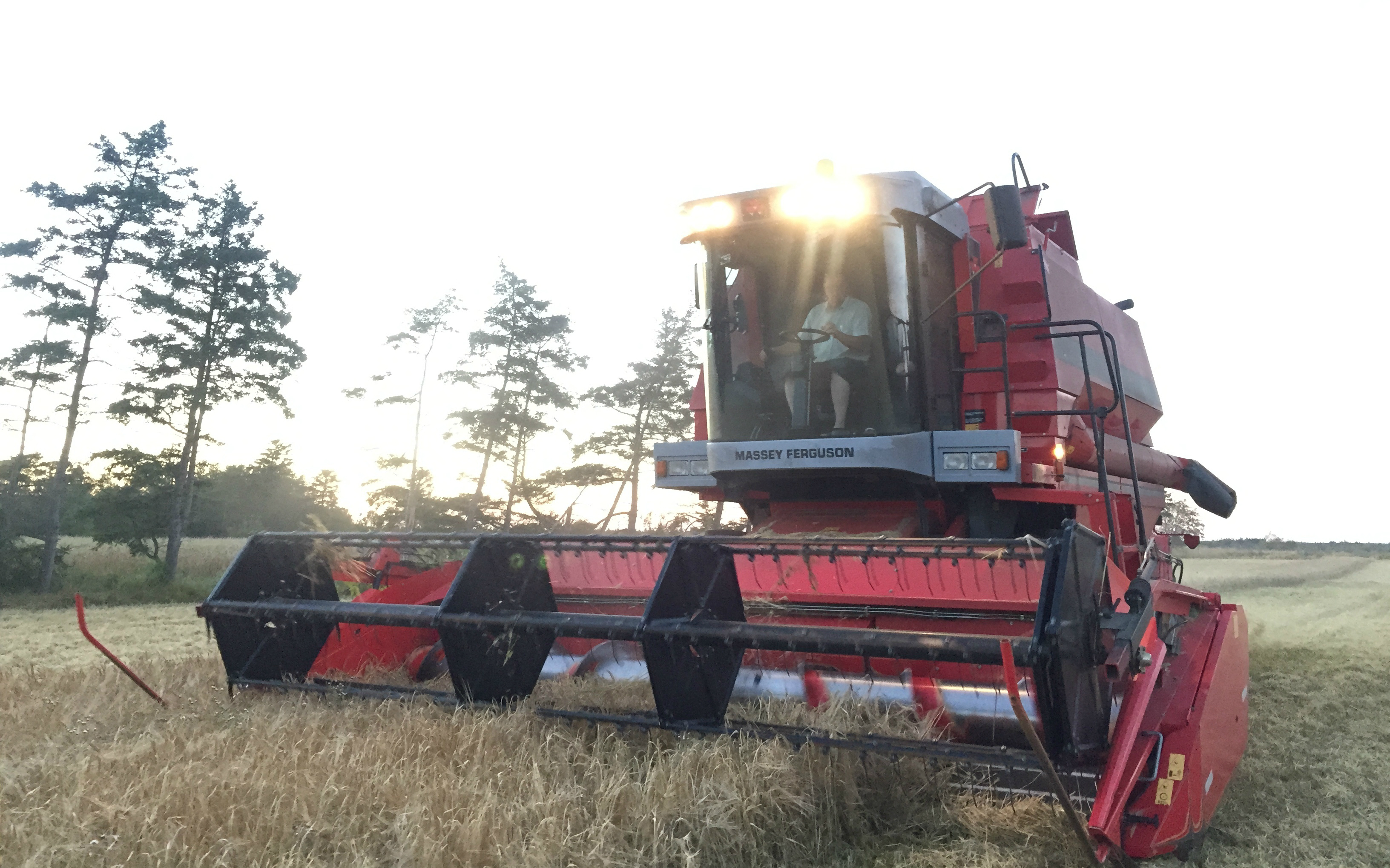 Vestergaard med Mejetærskning ved Ringkøbing