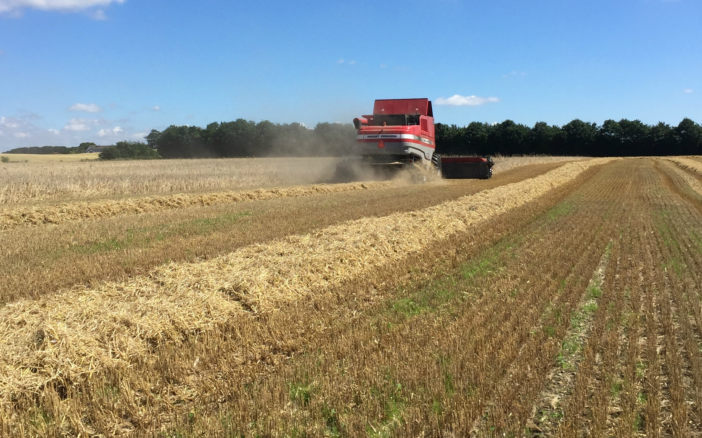 Anders tolbøll med Mejetærskning ved 7100 Jerlev