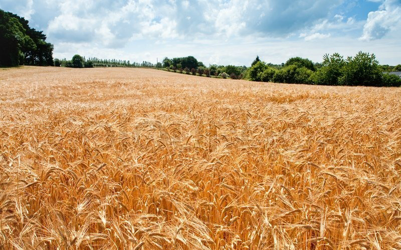 Hesko aps med Mejetærskning ved Arden