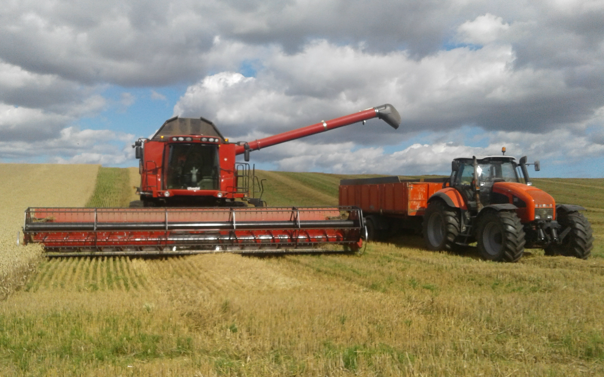 Ulvedal med Mejetærskning ved Skørping